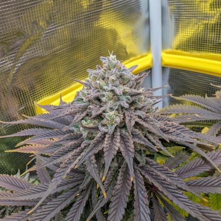 F032 The Blue Zushi Hybrid (Test Strain)