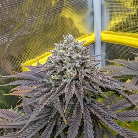 F032 The Blue Zushi Hybrid (Test Strain)