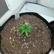 #16 Sour Fruit Tartare