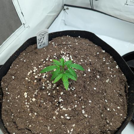 #16 Sour Fruit Tartare