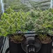 #16 Sour Fruit Tartare