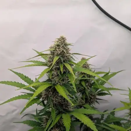 Dutch Passion Mix
