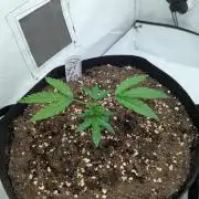 #16 Sour Fruit Tartare