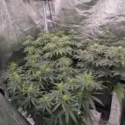 F032 The Blue Zushi Hybrid (Test Strain)