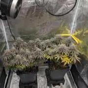 F032 The Blue Zushi Hybrid (Test Strain)