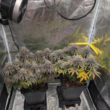 F032 The Blue Zushi Hybrid (Test Strain)