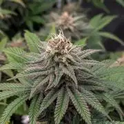 #16 Sour Fruit Tartare