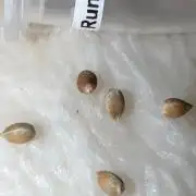Pink Runtz Cake Regular Contest Grow