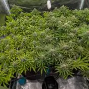 #16 Sour Fruit Tartare