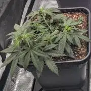 CBD Mazar