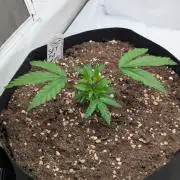 #16 Sour Fruit Tartare