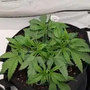 #8 Sour Fruit Tartare