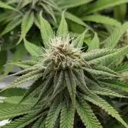 #16 Sour Fruit Tartare