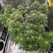 CBD Mazar