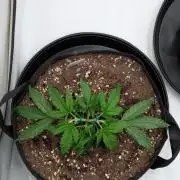 #16 Sour Fruit Tartare