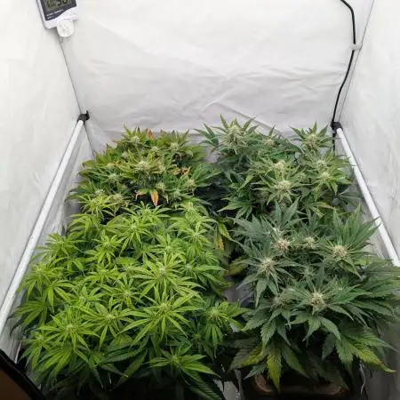 Super Boof feat. Auto Euforia