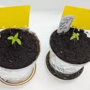 #16 Sour Fruit Tartare