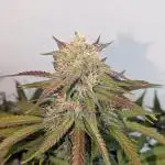 Dutch Passion Mix