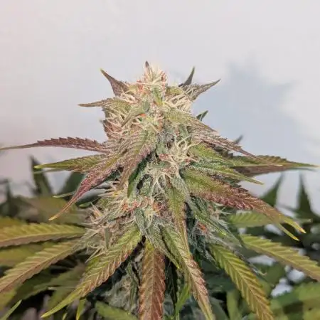 Dutch Passion Mix