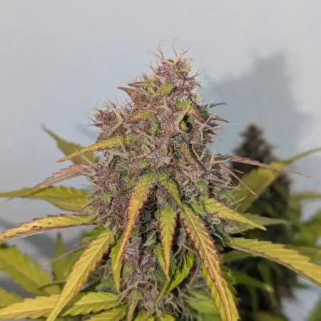 Dutch Passion Mix