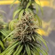 CBD Mazar