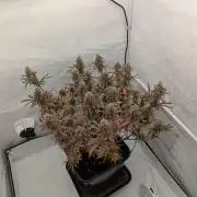 Super Boof feat. Auto Euforia