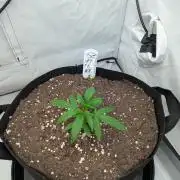 #8 Sour Fruit Tartare