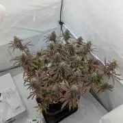 Super Boof feat. Auto Euforia