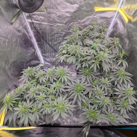 F032 The Blue Zushi Hybrid (Test Strain)
