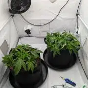 #8 Sour Fruit Tartare