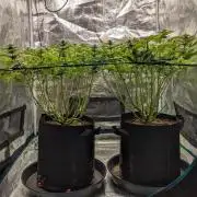 #8 Sour Fruit Tartare