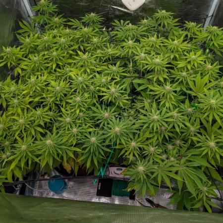 #16 Sour Fruit Tartare