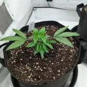 #16 Sour Fruit Tartare