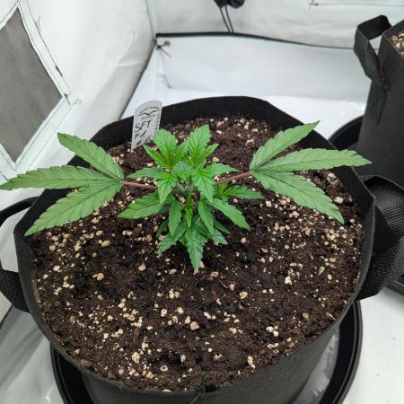 #16 Sour Fruit Tartare