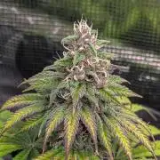 #8 Sour Fruit Tartare