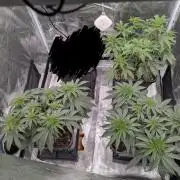 F032 The Blue Zushi Hybrid (Test Strain)