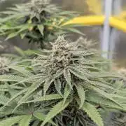 F032 The Blue Zushi Hybrid (Test Strain)