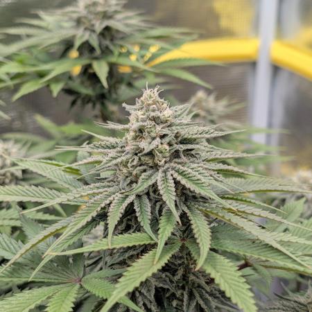 F032 The Blue Zushi Hybrid (Test Strain)