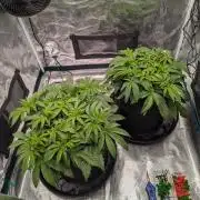 #8 Sour Fruit Tartare