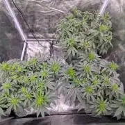 F032 The Blue Zushi Hybrid (Test Strain)