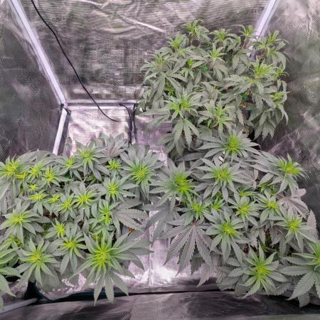 F032 The Blue Zushi Hybrid (Test Strain)