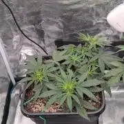 CBD Mazar