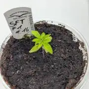 #16 Sour Fruit Tartare