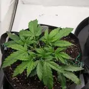 #16 Sour Fruit Tartare