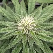 F032 The Blue Zushi Hybrid (Test Strain)
