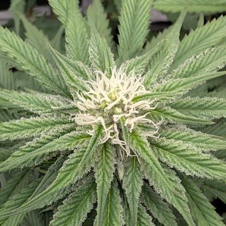 F032 The Blue Zushi Hybrid (Test Strain)