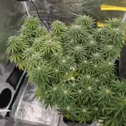 CBD Mazar