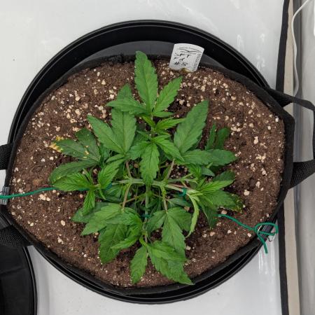 #8 Sour Fruit Tartare