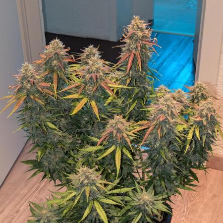 Dutch Passion Mix