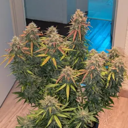 Dutch Passion Mix